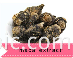 Factory Supply  natural man health extract 5:1  10:1 Maca root extract powder